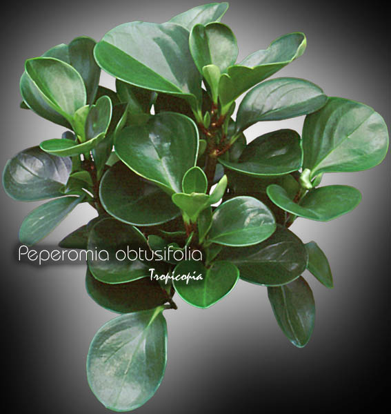 Other - Peperomia obtusifolia - Baby rubber plant, Pepper face